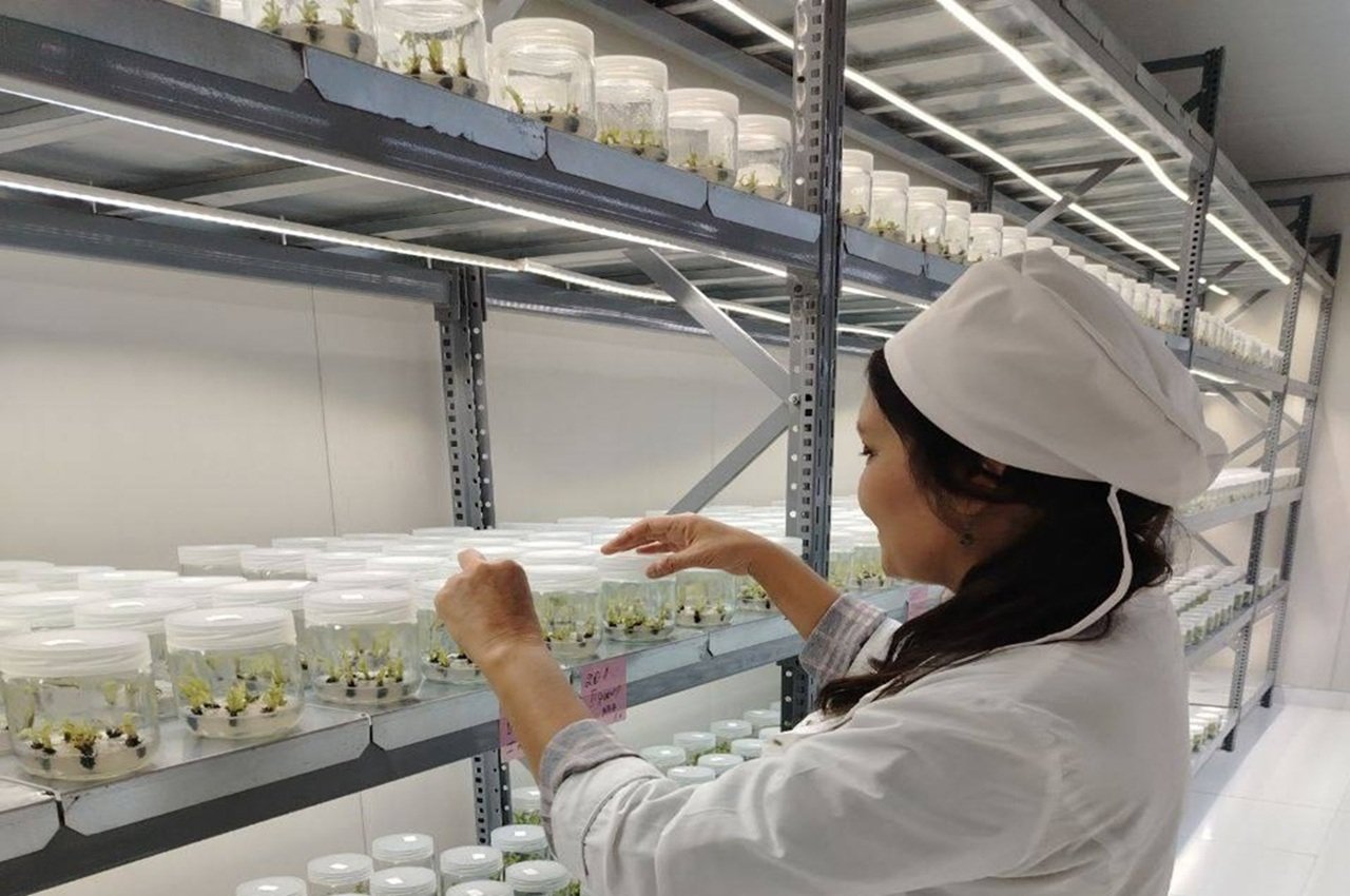 TerDU olimlari in vitro texnologiyalar bo‘yicha stajirovkada